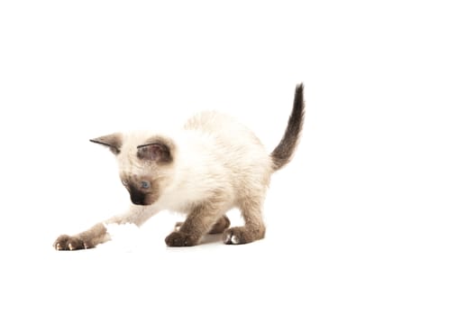 cat drinks on a white background