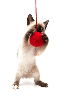 cat drinks on a white background