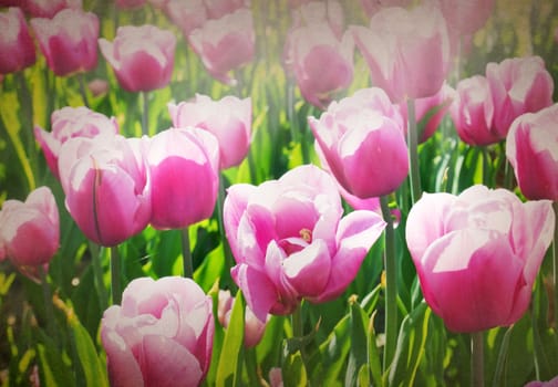 Spring easter background with beautiful rose tulips field.