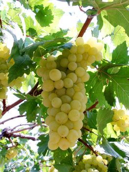 Bunch of grapes from Thailand