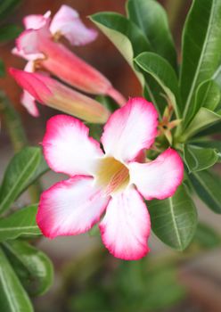 Tropical flower Pink Adenium. Desert rose.