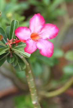 Tropical flower Pink Adenium. Desert rose.