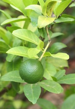 Green lemons on tree in garden