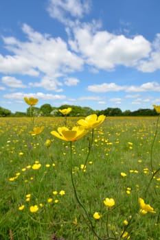 Buttercups in portrait