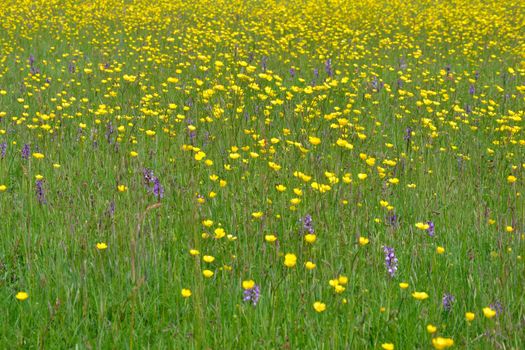 Meadow with Buttercups and Orchids