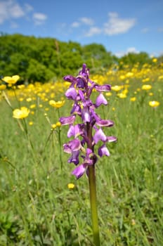 Wild orchid with buttercups