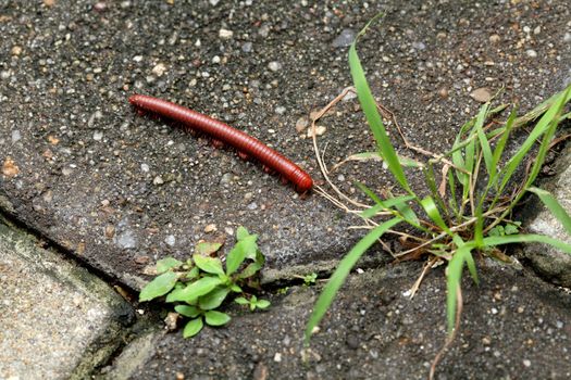 Small Millipede walking on concrete floor