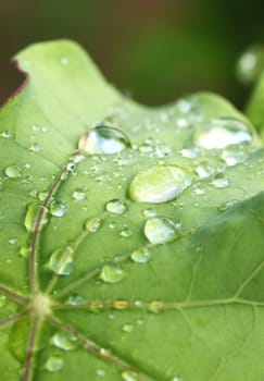 Close up of a water drops on leaves