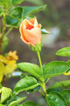 orange hibiscus flower with water drop
