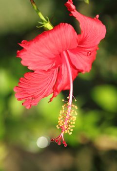 red hibiscus flower in Thailand