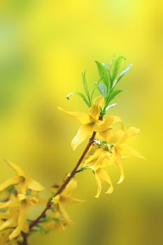 beautiful yellow blossoms of forsythia on small twig over defocused background