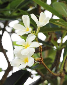 white and yellow frangipani flowers with leaves