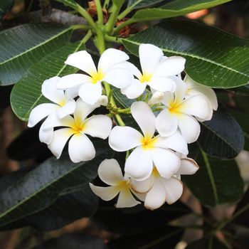 white and yellow frangipani flowers with leaves