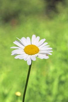 closeup of a wild daisy growing in the green grass