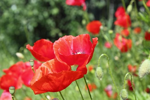 detail of beautiful red poppies in the summer field