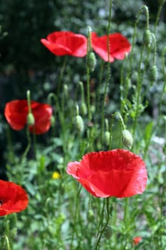 group of red poppies in the field in summer