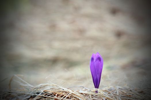 first sign of spring in the mountains - minimalist shot of a crocus sativus on faded grass from last year