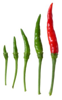 Many size of Thai peppers (bird chilli) isolated on white