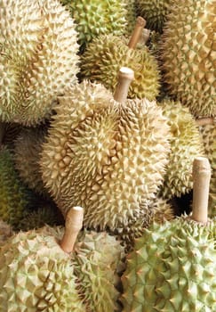 Durian, king of fruit, famous fruit in Thailand