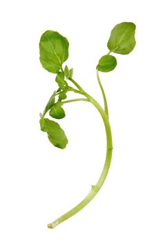 Watercress