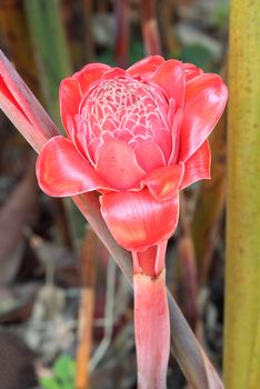 torch ginger flower against lush tropical growth