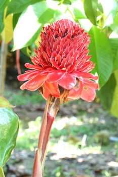 torch ginger flower against lush tropical growth