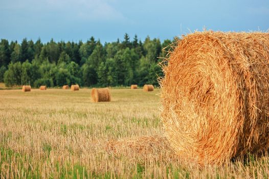 Harvested straw bales in a sunny day