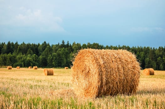 Harvested straw bales in a sunny day