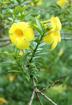 Allamanda or golden trumpet , beautiful yellow flower