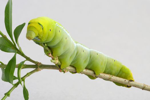 Green worm with leaves isolated on white