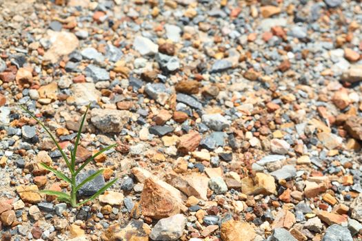 A grass growth on multicolored crushed stone