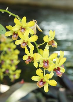 close-up beautiful yellow orchid flower