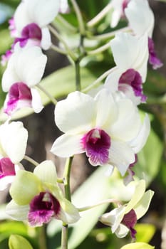 close-up beautiful purple white orchid flower with bokeh background