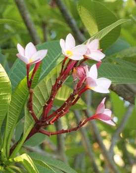 Close up of frangipani flower or Leelawadee flower on the tree