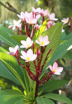 close up of frangipani flower or Leelawadee flower on the tree