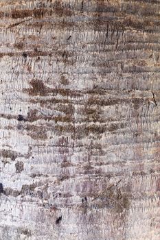 Close up Tree bark background