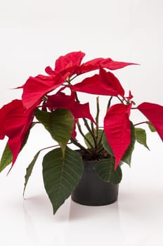 Christmas plant with its characteristic red leaves