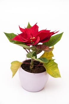 Christmas plant with its characteristic red leaves