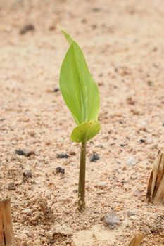 small plant of galangal and leaf