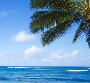 Palm leaves over Pacific ocean in sunny day on  Poipu beach in Hawaii, Kauai, USA