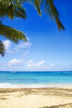 Coconut Palm tree on the sandy Poipu beach in Hawaii, Kauai