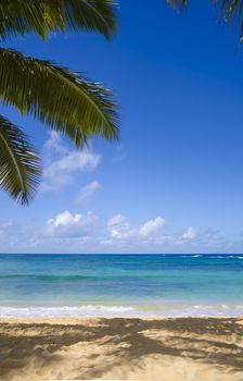 Coconut Palm tree on the sandy Poipu beach in Hawaii, Cauai