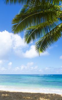 Coconut Palm tree on the sandy Poipu beach in Hawaii, Kauai