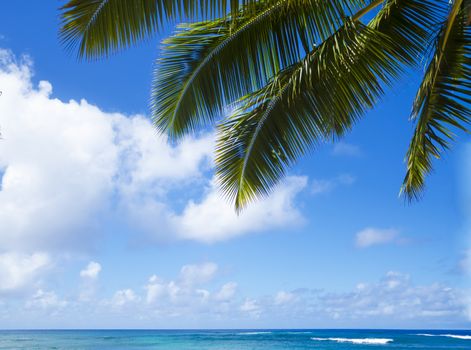 Palm leaves over Pacific ocean in sunny day on  Poipu beach in Hawaii, Kauai, USA