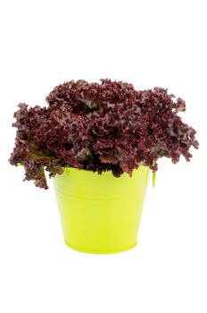 Lollo Rosso Lettuce in Yellow Tin Bucket isolated on white background