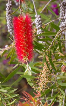Flowers of Australian, Red Bottlebrush Flower