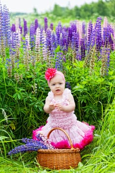 little girl with a basket among blossoming lupines