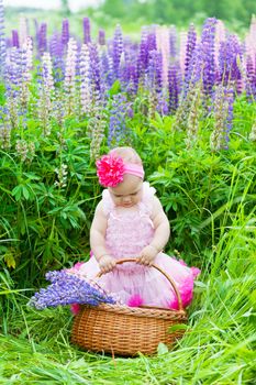 little girl with a basket among blossoming lupines