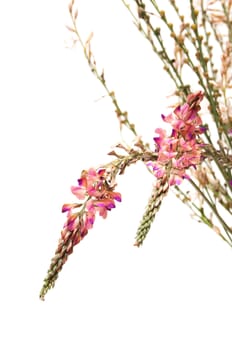 pink flowers on a white background