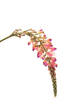 pink flowers on a white background